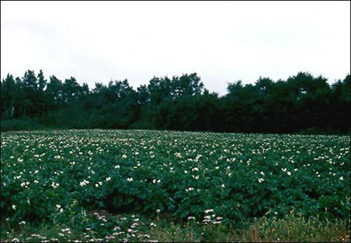 Field of Potatoes, Sandringham, 1982 Field of Potatoes, Sandringham, 1982