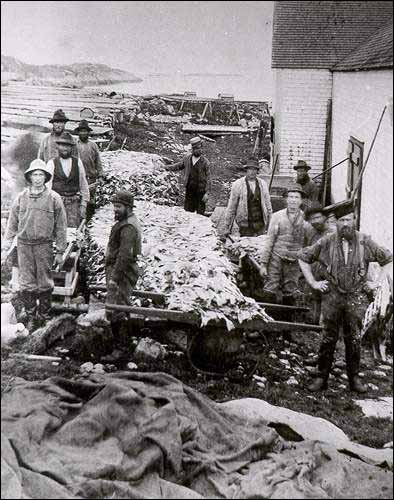 Stockpiling fish in Labrador