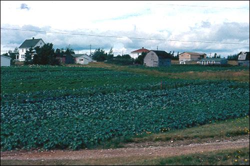 Vegetable Gardens of Bull Family, Eastport, 1983