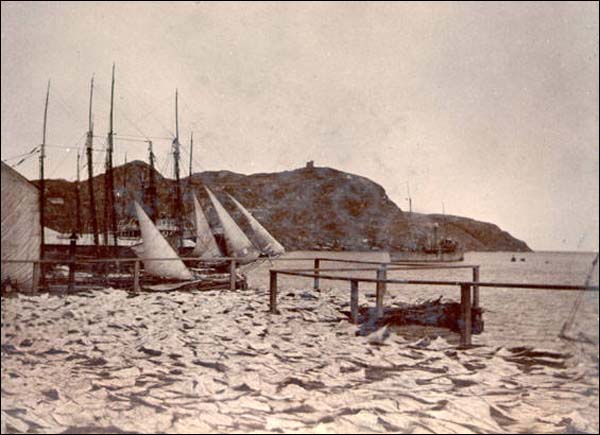 Fish Drying, St. John's, ca. 1905